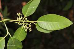 Syzygium travancoricum